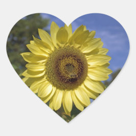 Perfekte Sommersonnenblume in blauem Himmel. Herz-Aufkleber