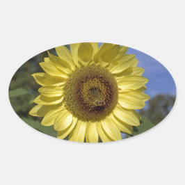 Perfekte Sommersonnenblume in blauem Himmel. Ovaler Aufkleber