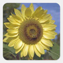Perfekte Sommersonnenblume in blauem Himmel. Quadratischer Aufkleber
