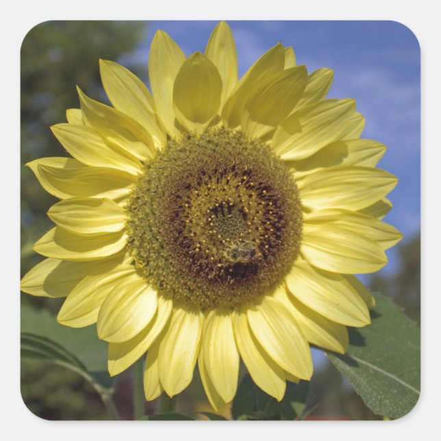 Perfekte Sommersonnenblume in blauem Himmel. Quadratischer Aufkleber (Vorderseite)