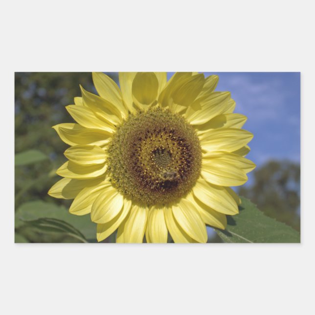 Perfekte Sommersonnenblume in blauem Himmel. Rechteckiger Aufkleber (Vorderseite)
