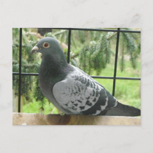 Perfekte Taube Postkarte