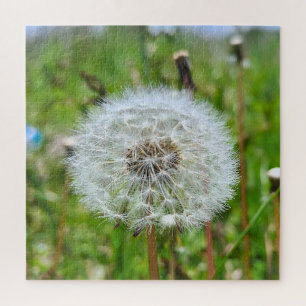 Perfekter Löwenzahn – Botanische Makrofotografie