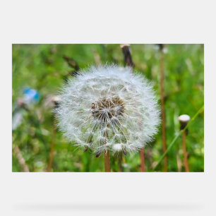 Perfekter Löwenzahn – Botanische Makrofotografie Acrylschild