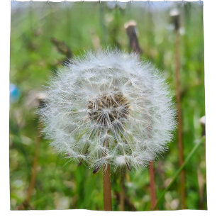 Perfekter Löwenzahn – Botanische Makrofotografie Duschvorhang