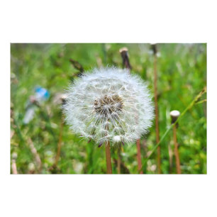 Perfekter Löwenzahn – Botanische Makrofotografie Fotodruck