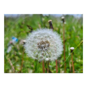 Perfekter Löwenzahn – Botanische Makrofotografie Poster