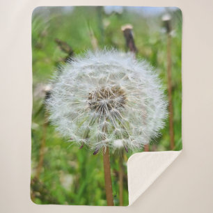 Perfekter Löwenzahn – Botanische Makrofotografie Sherpadecke