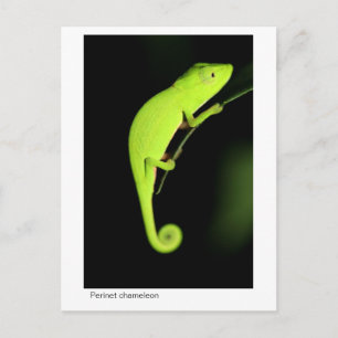 Perinet Chameleon Postkarte