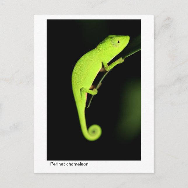 Perinet Chameleon Postkarte (Vorderseite)