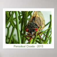 Periodisches Cicada Large Insect Macro Foto