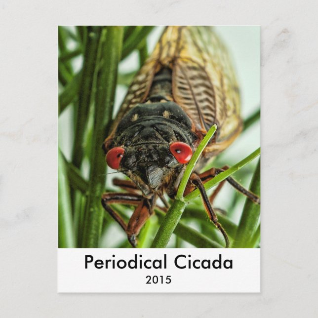 Periodisches Cicada Large Insect Macro Foto Postkarte (Vorderseite)