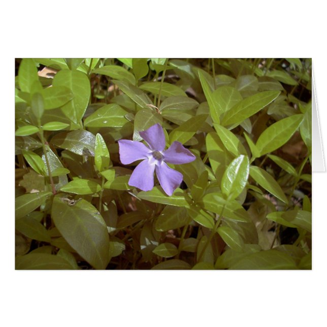 Periwinkle bei Letchworth (Vorderseite (Horizontal))