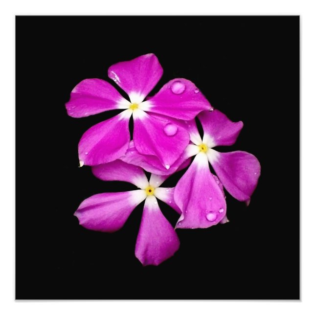 'Periwinkle Blume nach Regen' Fotodruck (Vorne)
