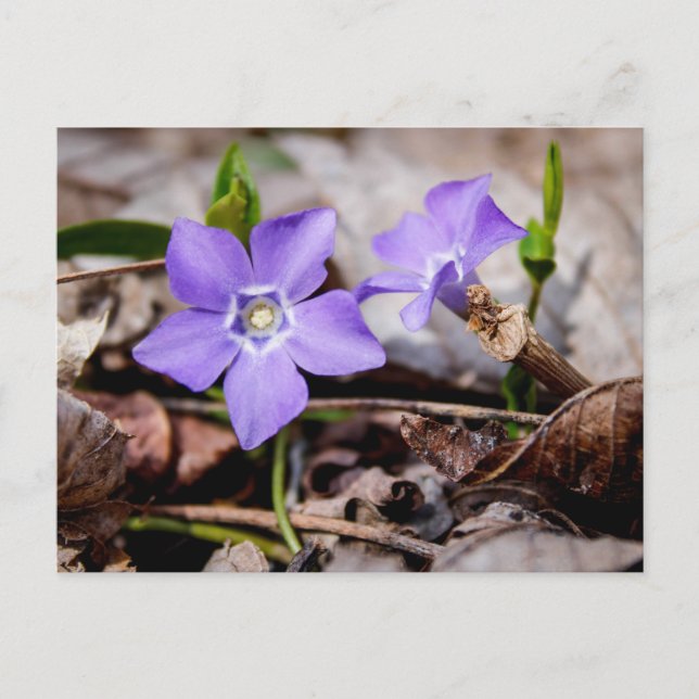 Periwinkle Blume Postcard Postkarte (Vorderseite)
