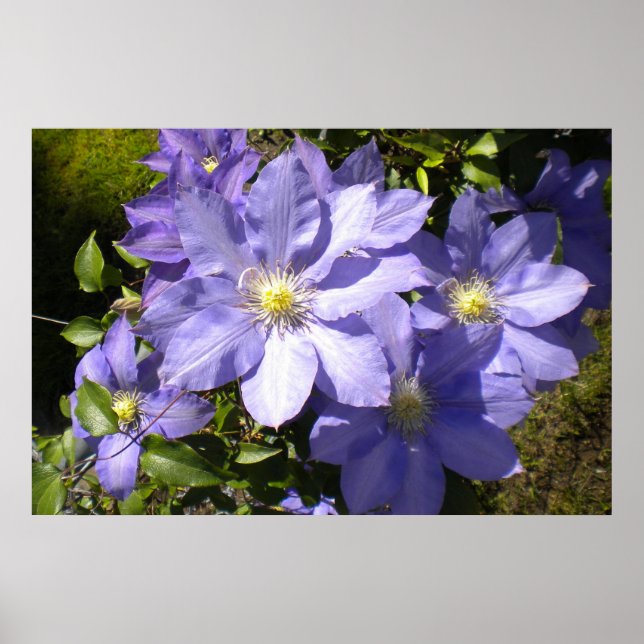 Periwinkle Clematis Poster Print (Vorne)