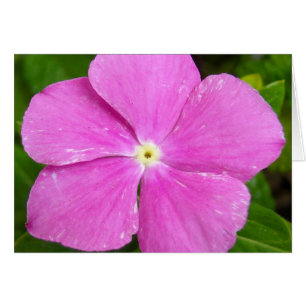 Périwinkle de Magenta Madagascar