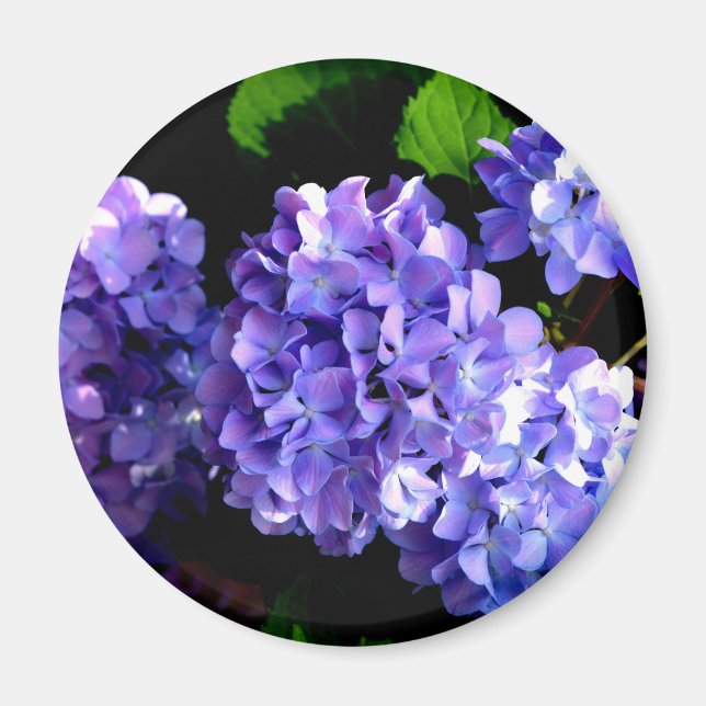 Periwinkle hydrangeas purple blue flower floral magnet (Vorne)