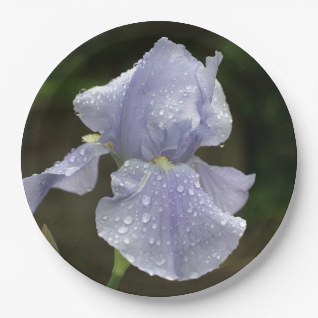 Periwinkle Iris-Blume mit Raindrops Pappteller (Vorderseite)