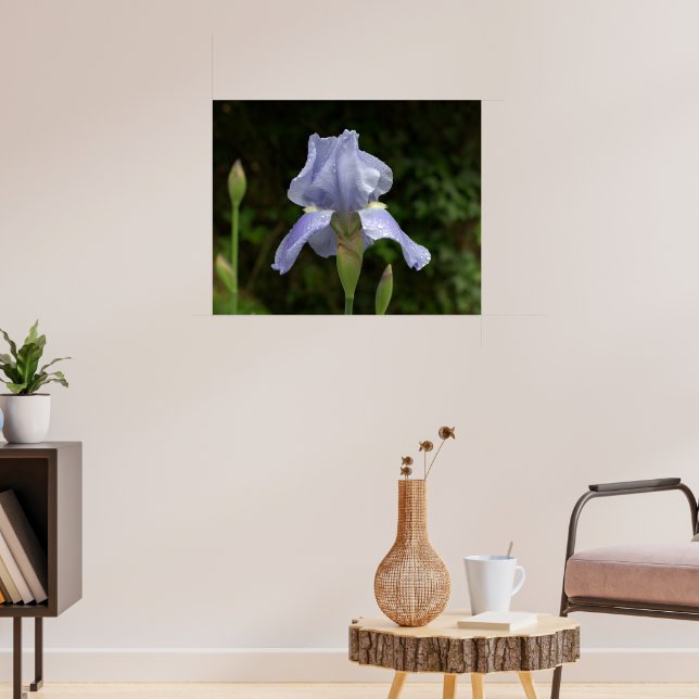 Periwinkle Iris mit Raindrops Garden Poster (Wohnzimmer 3)