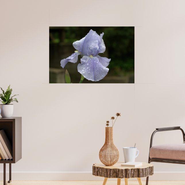 Periwinkle Iris mit Raindrops Poster (Wohnzimmer 3)