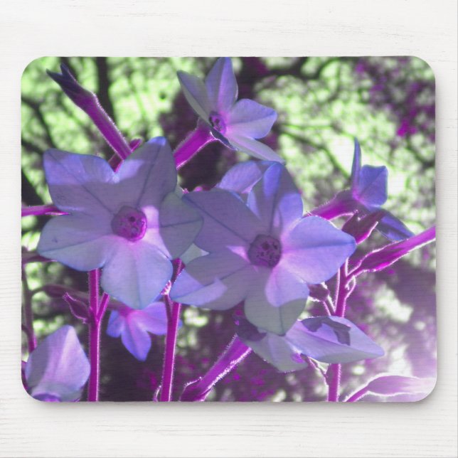 Periwinkle Nicotiana mousepad (Vorne)