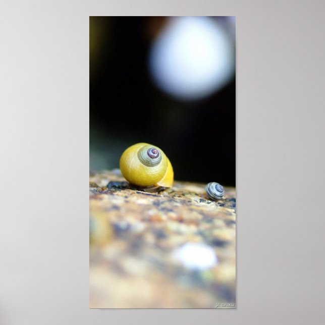 Periwinkles Poster (Vorne)