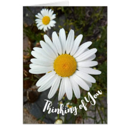 Perky White Daisy Blume Denken Sie an Ihre Karte