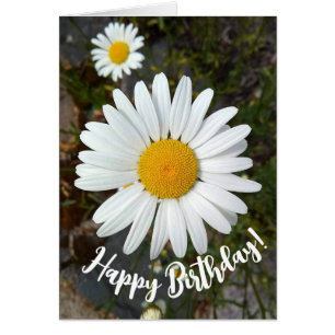 Perky White Daisy Blume Geburtstagkarte
