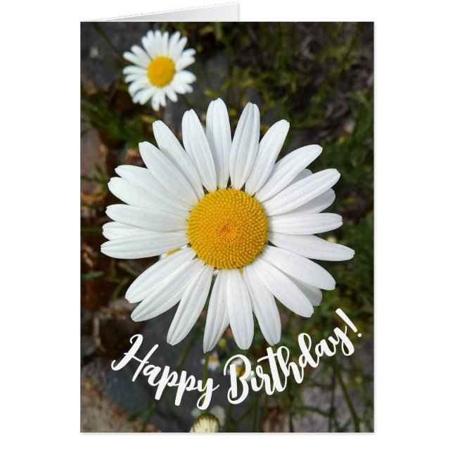 Perky White Daisy Blume Geburtstagkarte (Vorne)