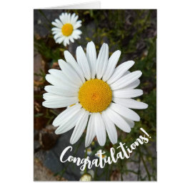 Perky White Daisy Blume Glückwunschkarte