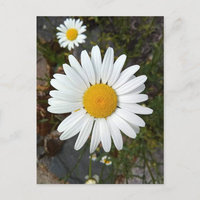 Perky White Daisy Blume Postcard Postkarte (Vorderseite)