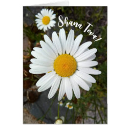 Perky White Daisy Blume Rosh Hashanah Card
