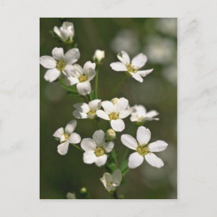 Perlen der Natur Postkarte