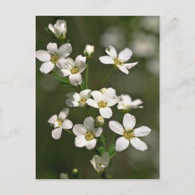 Perlen der Natur Postkarte (Vorderseite)