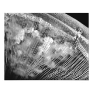 Perles de lune - élargissement photo