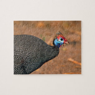 Perlhühner (Numida meleagris). Afrika,