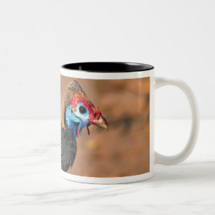 Perlhühner (Numida meleagris). Afrika, Zweifarbige Tasse