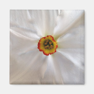 Perlweiße Narzisse Magnet