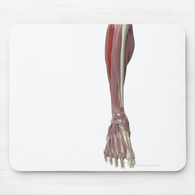 Peroneus Longus Mousepad (Vorne)