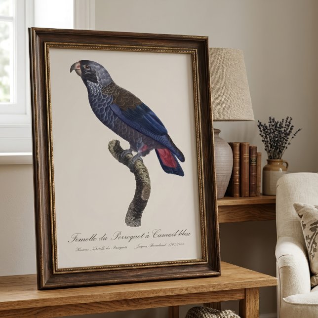 Perroquet a Camail bleu / Dusky Papagei Fotodruck (Dusky Parrot or Dusky Pionus, Pionus fuscus. Photo Print)
