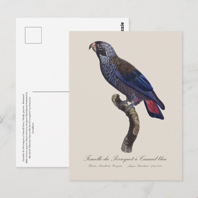 Perroquet a Camail bleu / Dusky Papagei Postkarte (Vorne/Hinten)