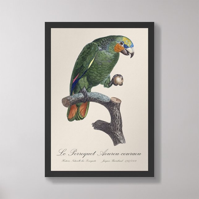 Perroquet Aourou-couraou / Orangenflügeltes Amazon Fotodruck (Von Creator hochgeladen)