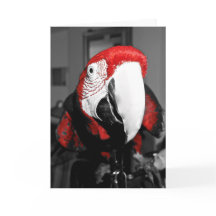 Perroquet dans votre carte de joyeux anniversaire