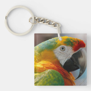 Perroquet de Macaw Tropical