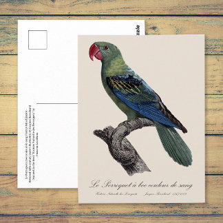 Perroquet ein Béc Couleur sang / Großschnabelpapag Postkarte