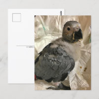 Perroquet gris africain, carte postale