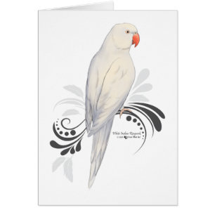 Perroquet indien blanc