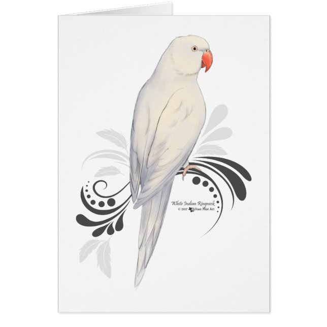 Perroquet indien blanc (Devant)