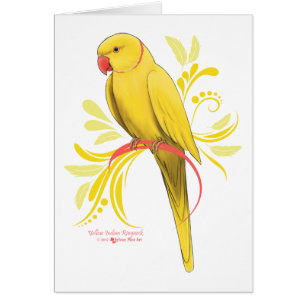 Perroquet indien Ringneck